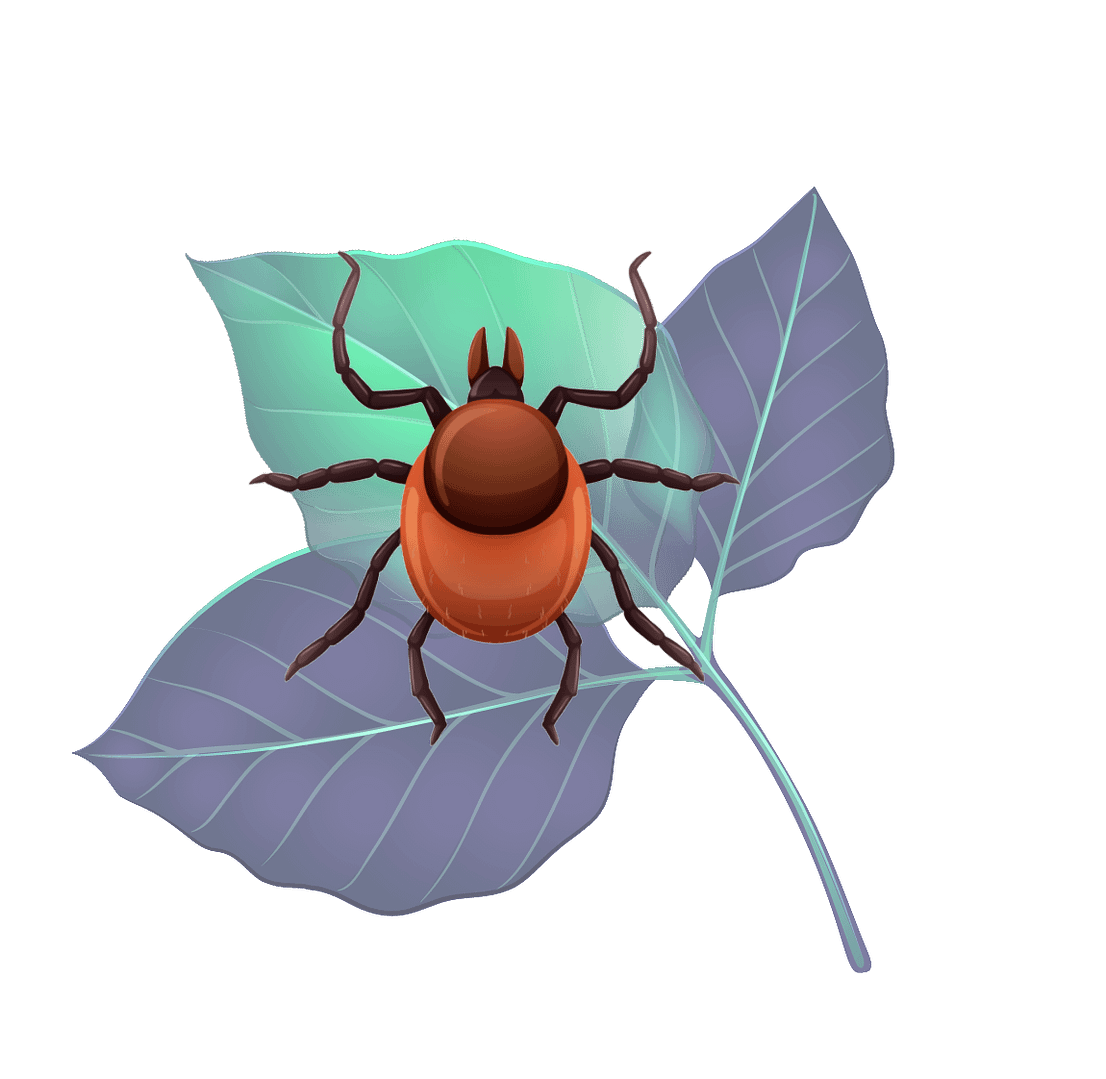 Lyme Disease Overview: Early Signs, Recognizing, & Treatment