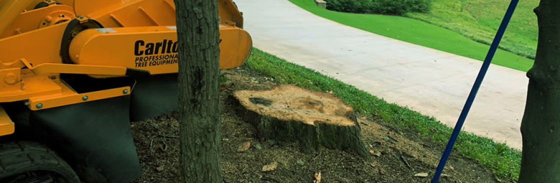 Southern Star Stump Cover Image