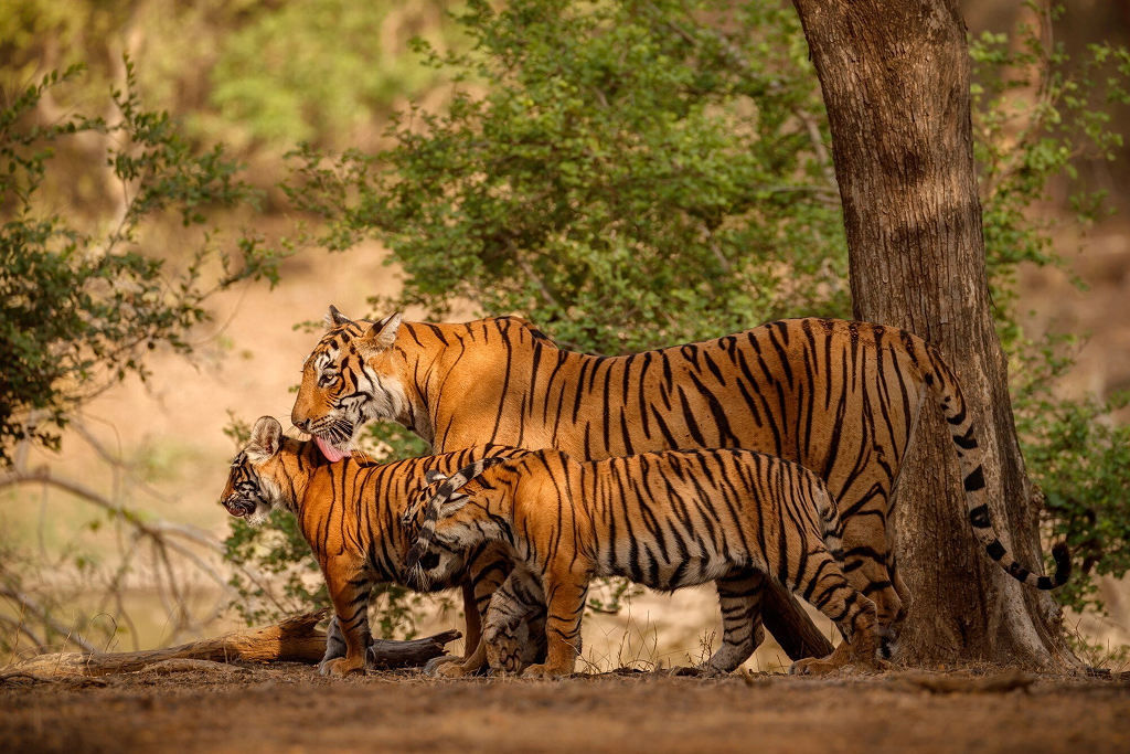 Discover the Thrill of Kabini with Regenta Resorts