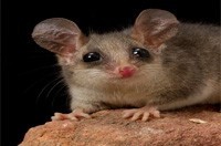 Possum Removal Caroline Springs, Possum Pest Control Caroline Springs