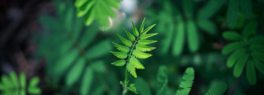 Cannapure Pvt Cover Image