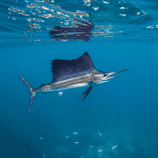 Why Sailfish Are the Ocean’s Speed Champs - Takfe.com
