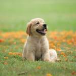 Aly's Puppy Boot Camp Profile Picture