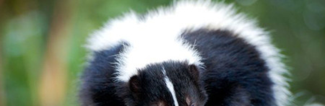 Action Wildlife Removal Cover Image